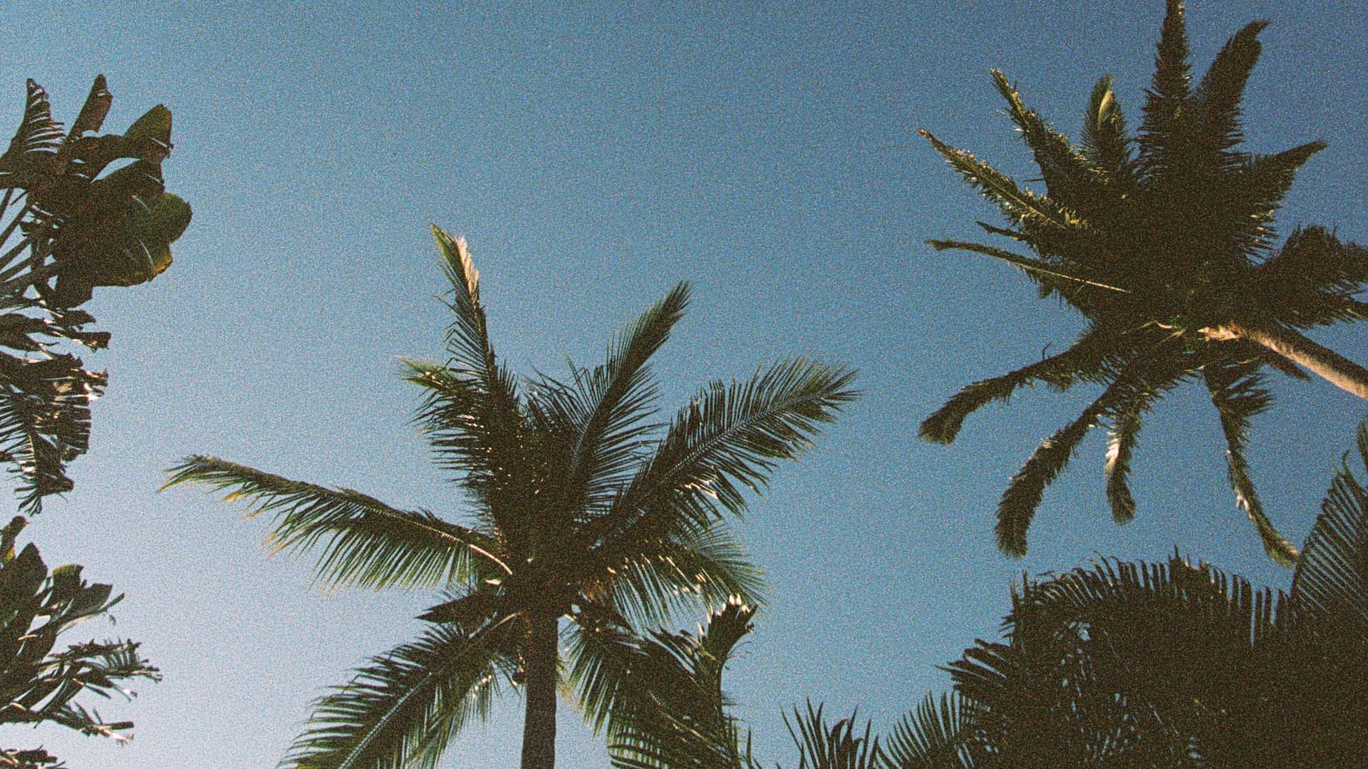 Sky and palms